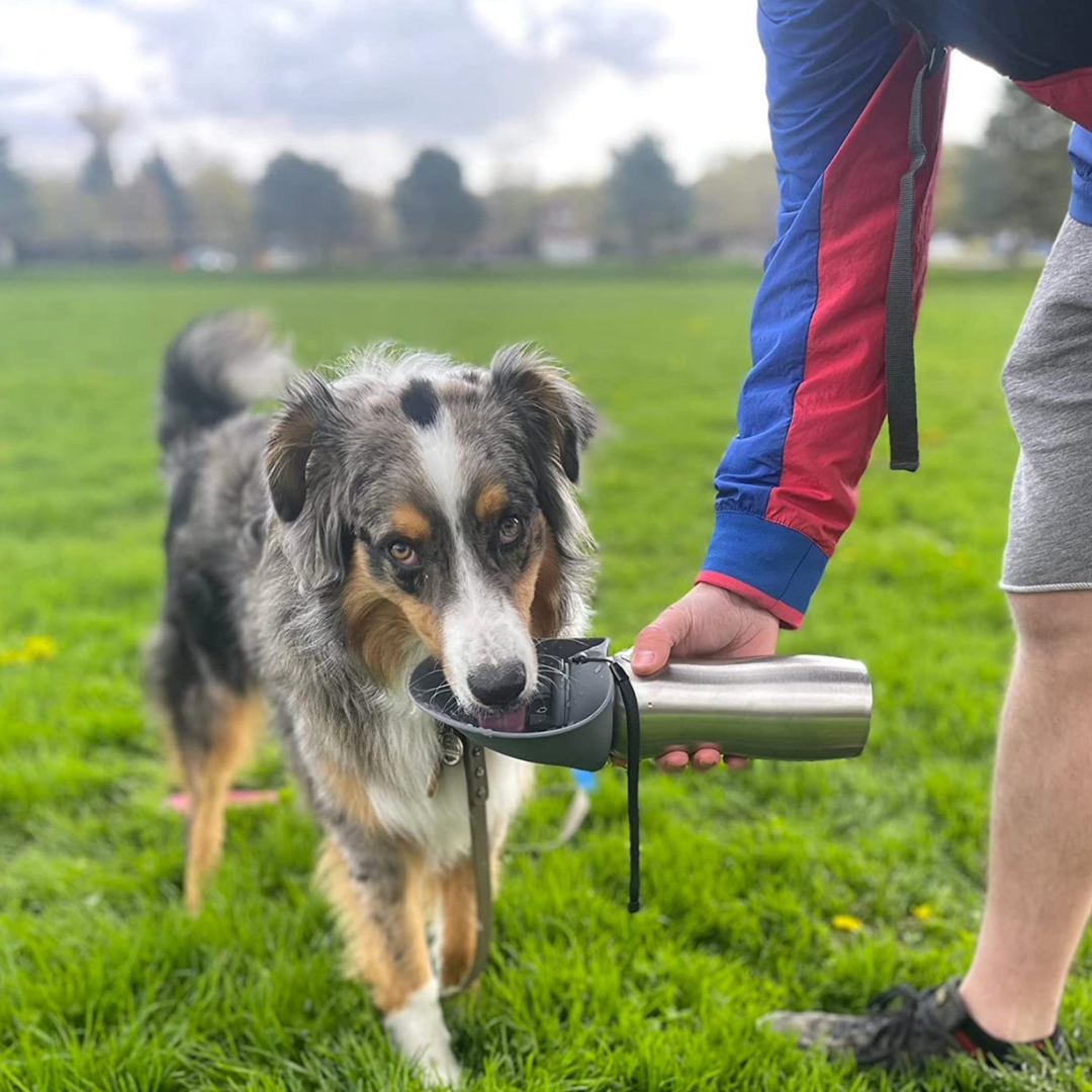 Dog drinking water from travel water bottle